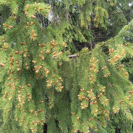 Pensiunea Gentiana Vatra Dornei Bagian luar foto