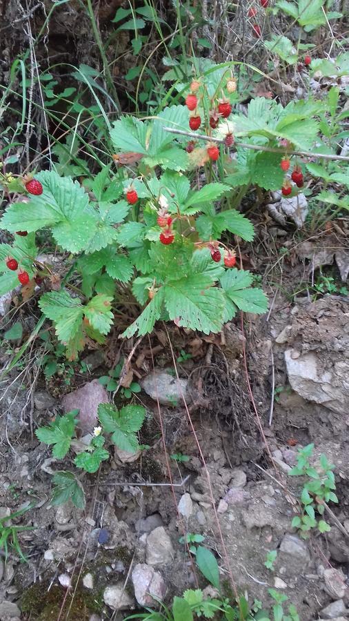 Pensiunea Gentiana Vatra Dornei Bagian luar foto