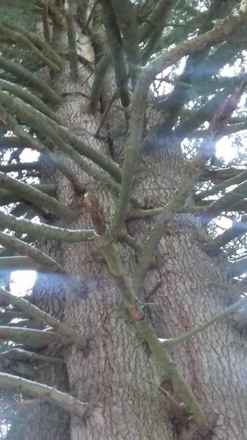 Pensiunea Gentiana Vatra Dornei Bagian luar foto