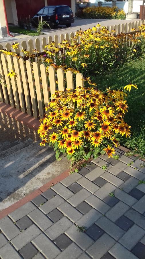 Pensiunea Gentiana Vatra Dornei Bagian luar foto
