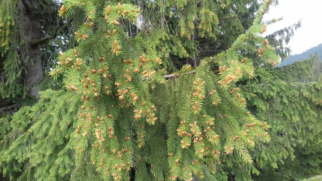 Pensiunea Gentiana Vatra Dornei Bagian luar foto