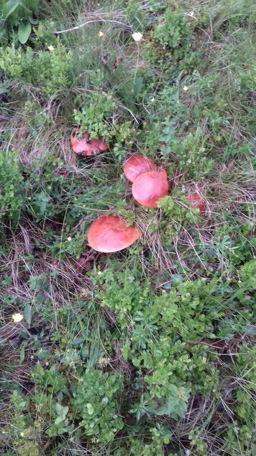 Pensiunea Gentiana Vatra Dornei Bagian luar foto