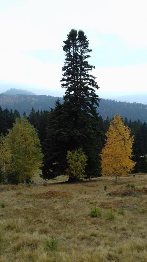 Pensiunea Gentiana Vatra Dornei Bagian luar foto