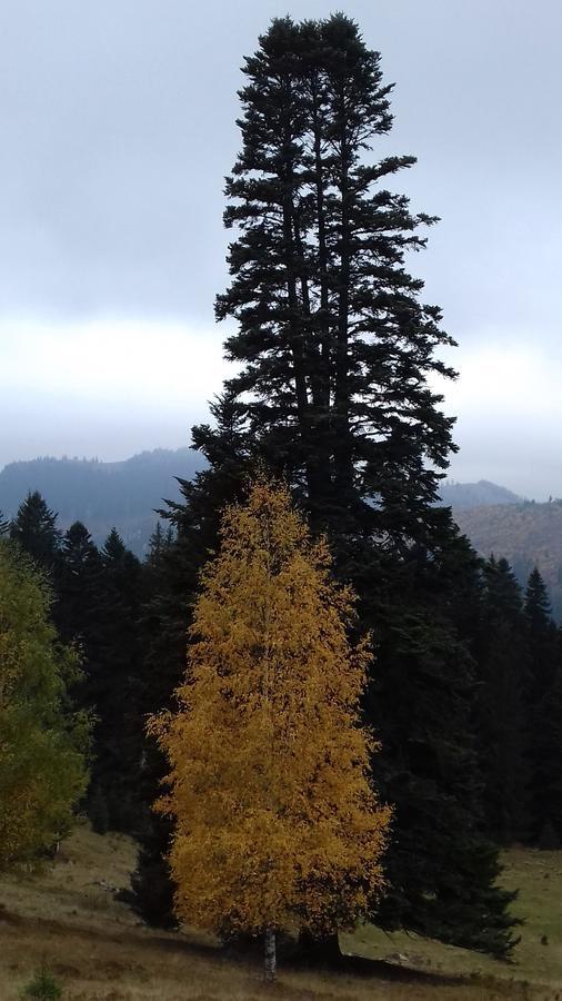 Pensiunea Gentiana Vatra Dornei Bagian luar foto
