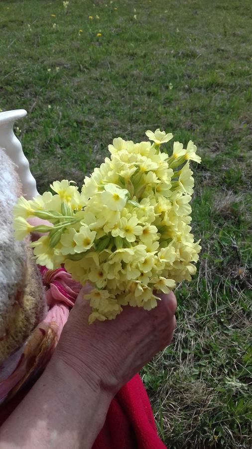 Pensiunea Gentiana Vatra Dornei Bagian luar foto